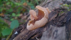 Peziza echinospora
