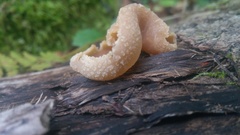 Peziza echinospora