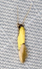 Opogona protodoxa