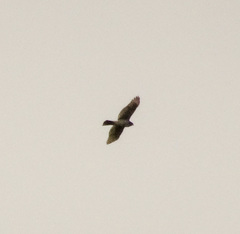 Accipiter cooperii