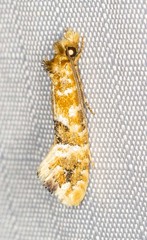 Moerarchis pyrochroa
