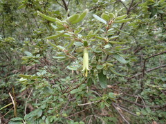 Correa glabra leucoclada