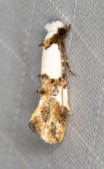 Monopis meliorella