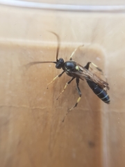 Ctenichneumon panzeri