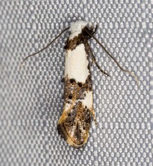 Monopis meliorella
