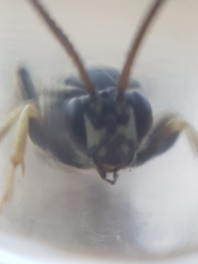 Ctenichneumon panzeri