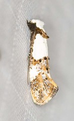 Monopis meliorella