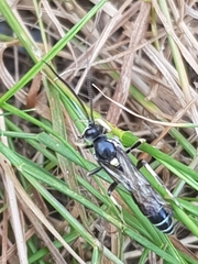 Ctenichneumon panzeri
