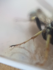 Ctenichneumon panzeri