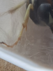 Ctenichneumon panzeri