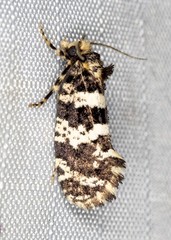 Ardiosteres moretonella