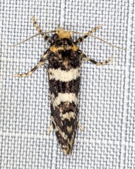 Ardiosteres moretonella