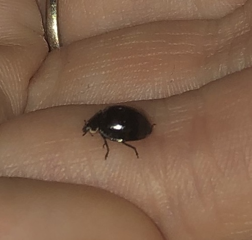 Asian Lady Beetle photographed in Georgia