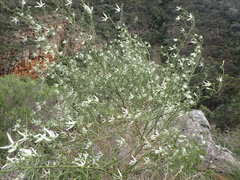 Anthocercis angustifolia