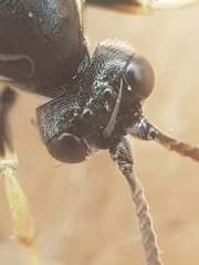 Ctenichneumon panzeri