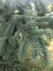 Picea