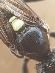 Ctenichneumon panzeri