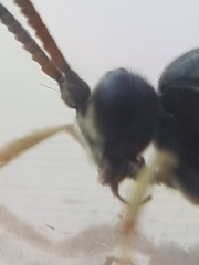 Ctenichneumon panzeri