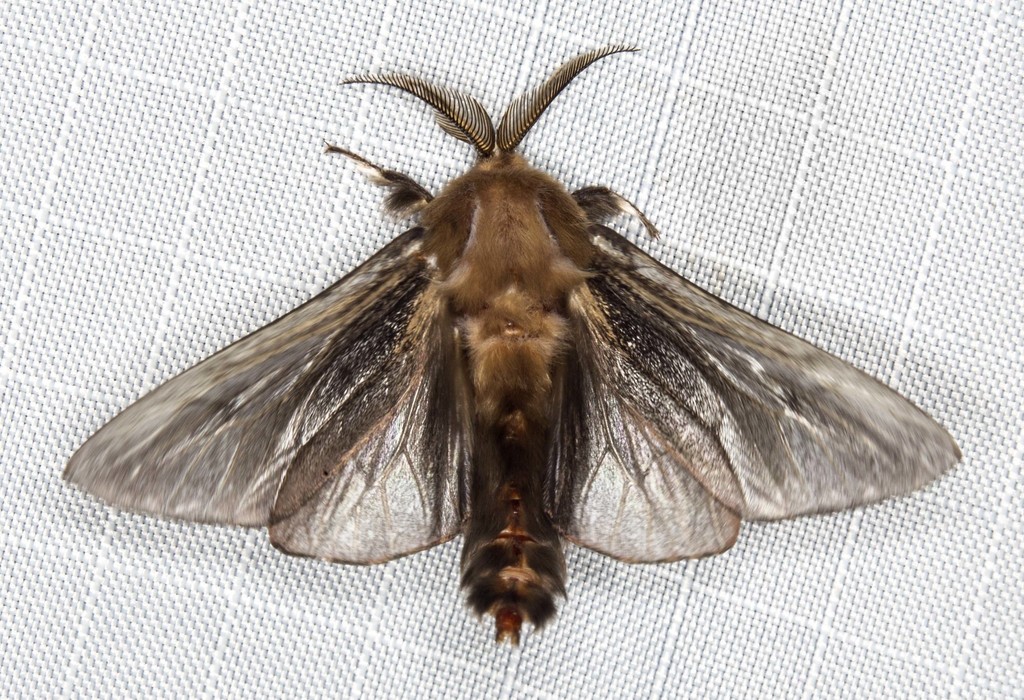 Case Moths
