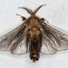 Case Moths - Photo (c) Ian McMillan, some rights reserved (CC BY-NC), uploaded by Ian McMillan