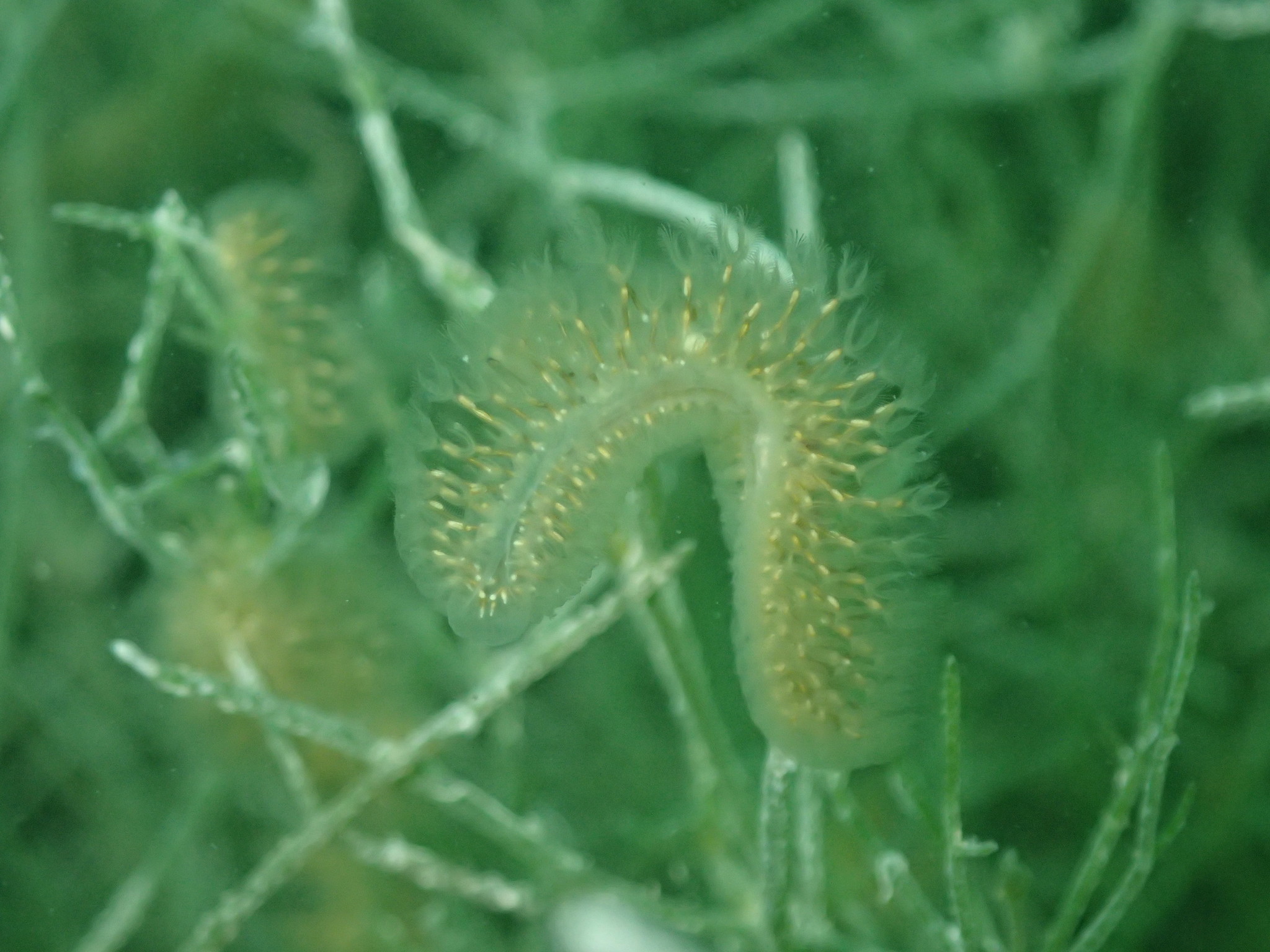 Cristatella mucedo Cuvier, 1798