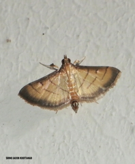 Cnaphalocrocis patnalis