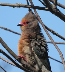 Urocolius indicus indicus