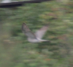 Accipiter nisus