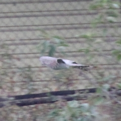 Accipiter nisus