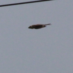 Accipiter nisus