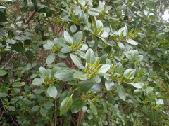 Rhamnus alaternus