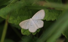 Scopula immutata