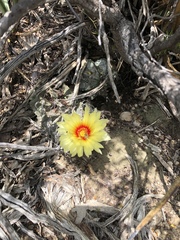 Astrophytum capricorne