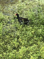 Gallinula