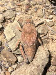 Phrynotettix robertsi