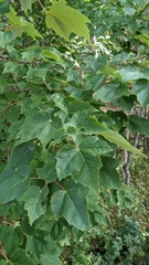 Acer rubrum image