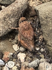 Phrynotettix robertsi