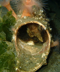 Rhamphocottus richardsonii