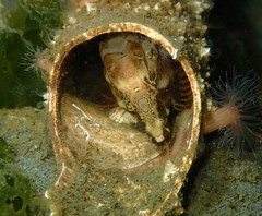 Rhamphocottus richardsonii