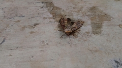 Noctuidae