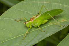 Hexacentrus unicolor