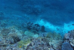 Epinephelus malabaricus