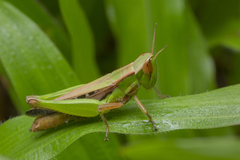 Spathosternum prasiniferum