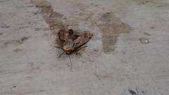 Noctuidae