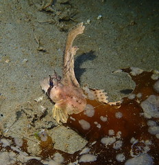 Nautichthys oculofasciatus