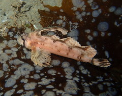 Nautichthys oculofasciatus