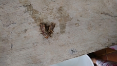 Noctuidae
