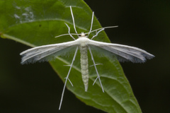 Pterophorus lacteipennis
