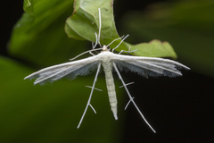 Pterophorus lacteipennis