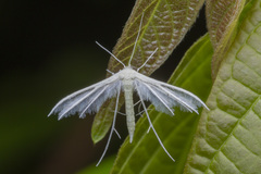 Pterophorus lacteipennis